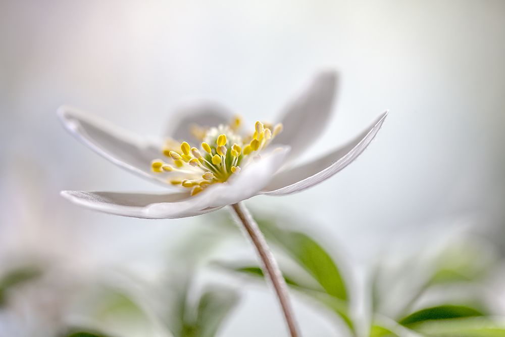 Wood Anemone art print by Mandy Disher for $57.95 CAD