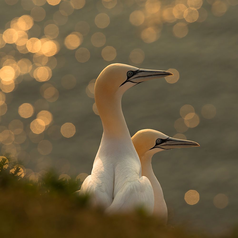 Gannets in sunset art print by Karen Kolbeck for $57.95 CAD