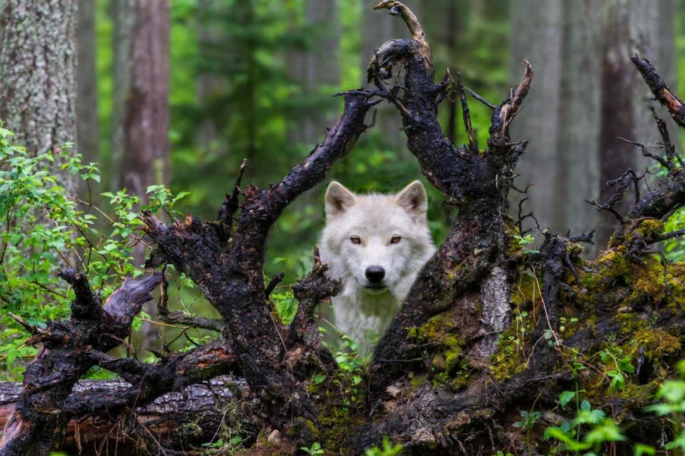 Wolf art print by Mike Centioli for $57.95 CAD