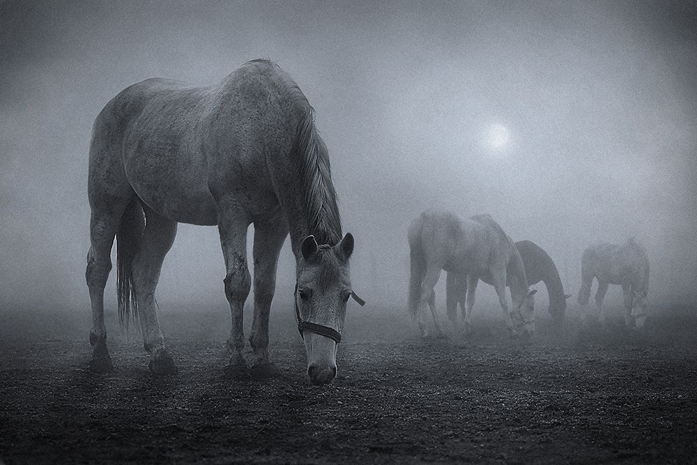 Moonlit art print by Samuel Malach for $57.95 CAD