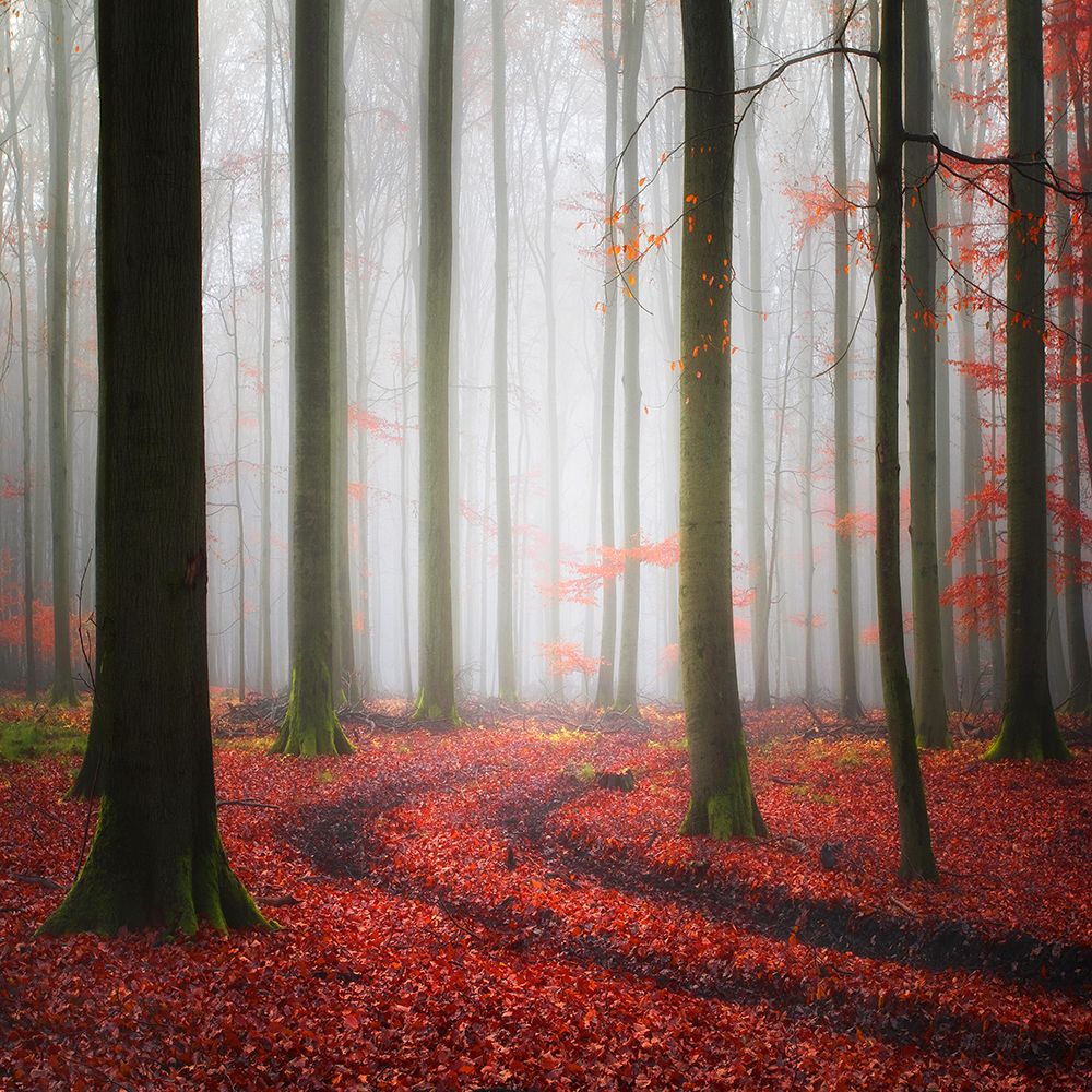 Autumnal Tracks art print by Carsten Meyerdierks for $57.95 CAD