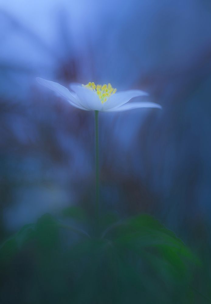 Wood anemone art print by Allan Wallberg for $57.95 CAD