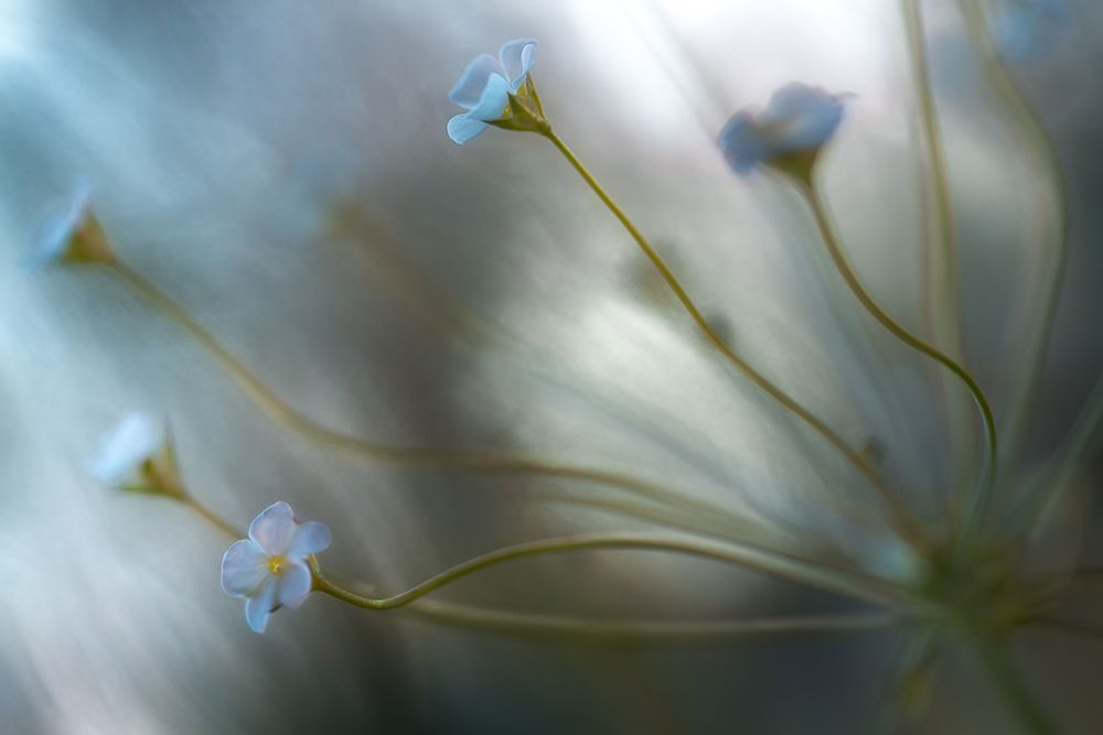 Jasmine art print by Mandy Disher for $57.95 CAD