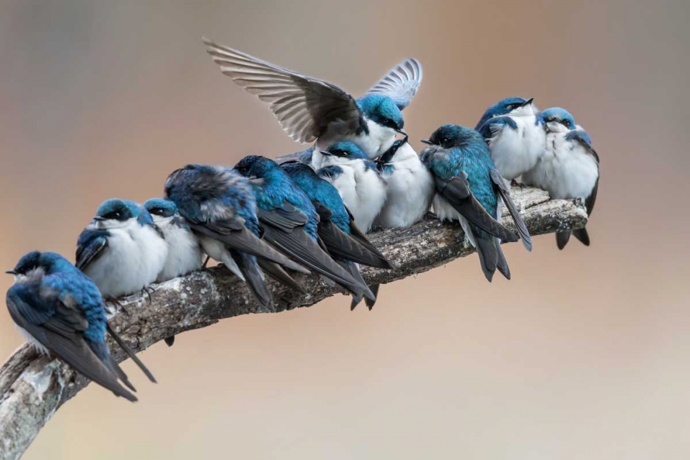 No Room? No Problem. I Will Make Myself Some Room. art print by Cheng Chang for $57.95 CAD
