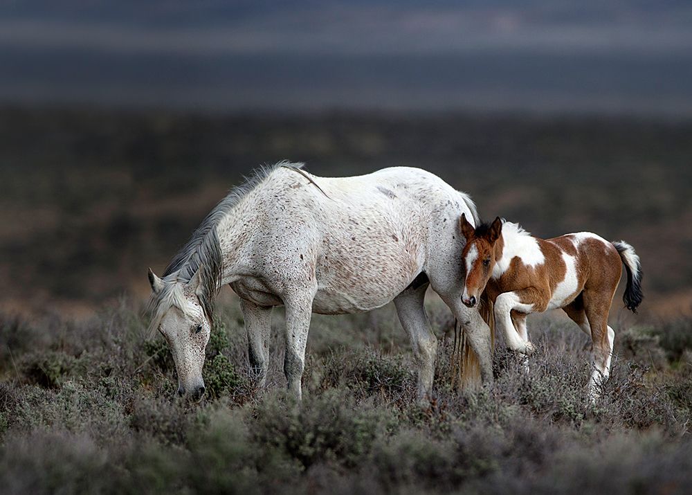 Wild Mustang Generations ... art print by verdon for $57.95 CAD