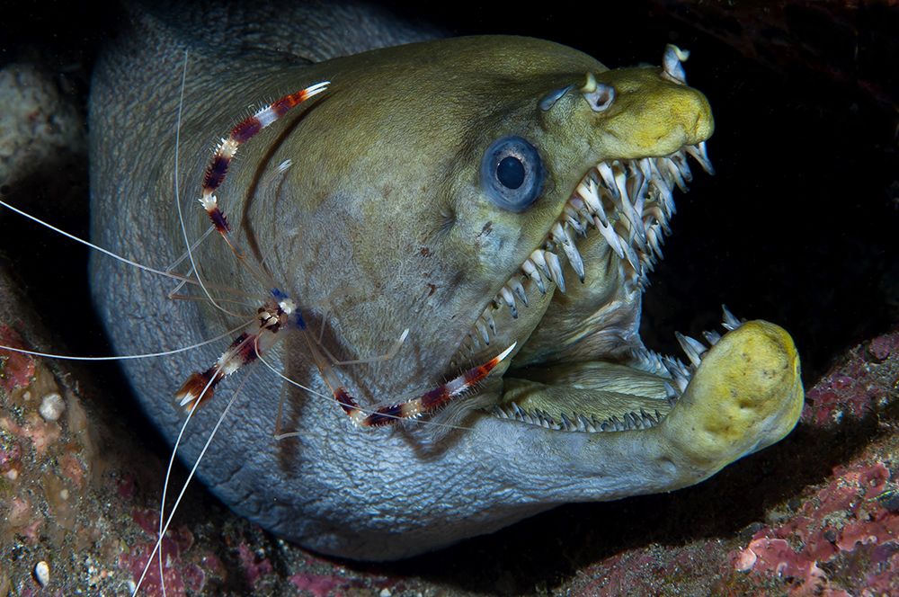 Viper moray and boxer shrimp art print by Cedric Peneau for $57.95 CAD