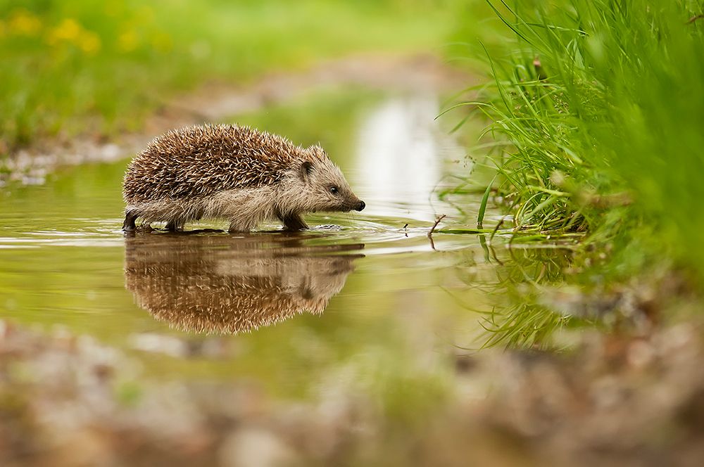 Hedgehog art print by Michal Candrak for $57.95 CAD