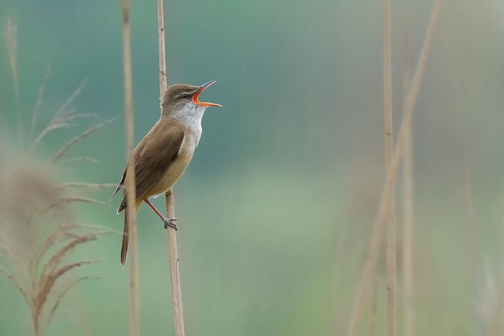 the singer of the reed art print by Valentino Alessandro for $57.95 CAD