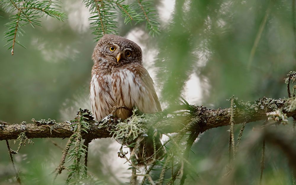 Pygmy Owl art print by Assaf Gavra for $57.95 CAD