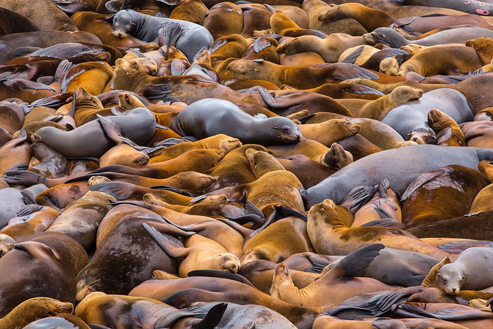 Sea of lions art print by Francois Roughol for $57.95 CAD