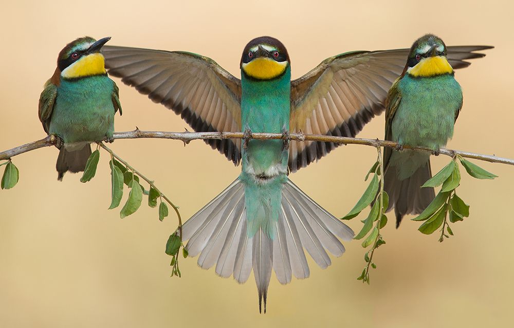 Bee-eaters trio art print by Eliran Sagie for $57.95 CAD