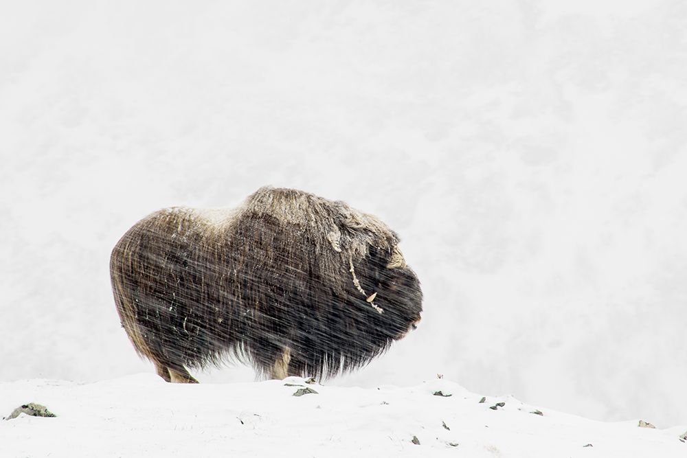 Musk ox solitude art print by Thomas Olaussen for $57.95 CAD