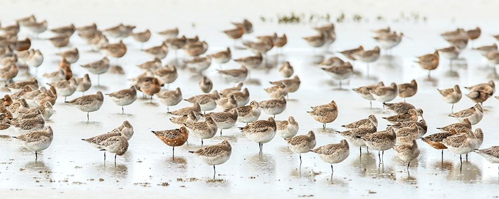 Bar-tailed Godwit 19 art print by Kurien Yohannan for $57.95 CAD