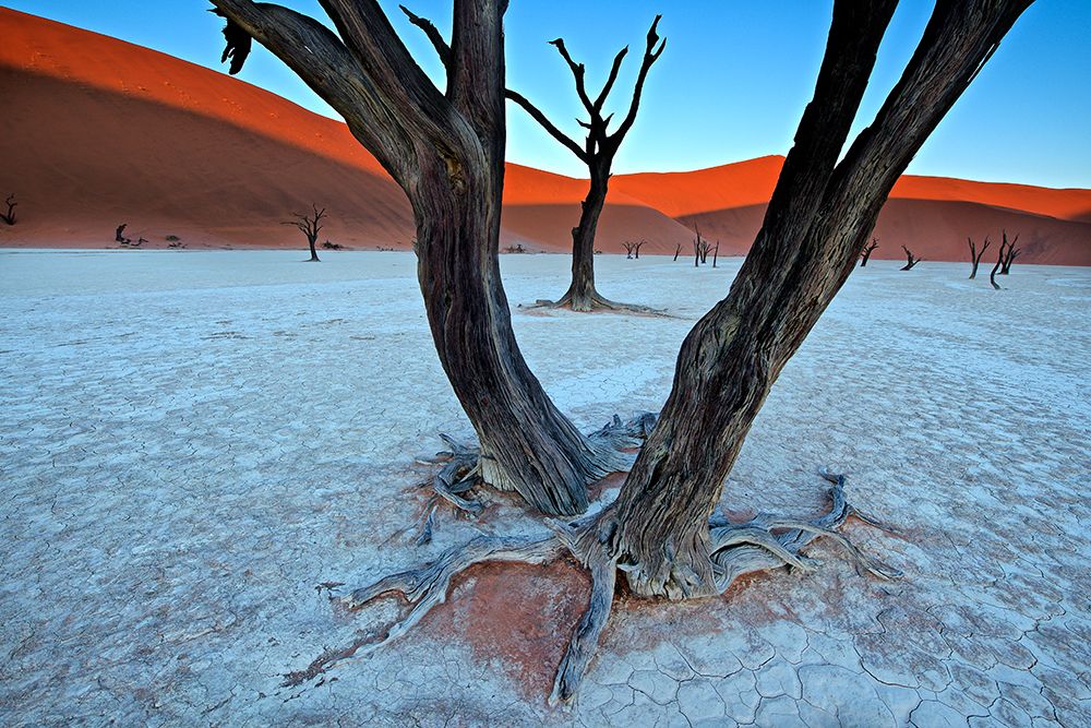 Ancient trees in the Vlei art print by Trevor Cole for $57.95 CAD