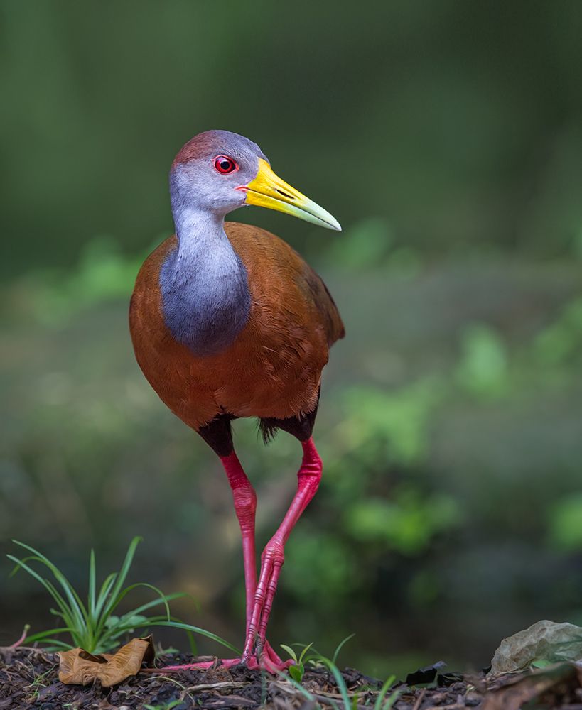 Wood Rail Glimpse art print by Greg Barsh for $57.95 CAD