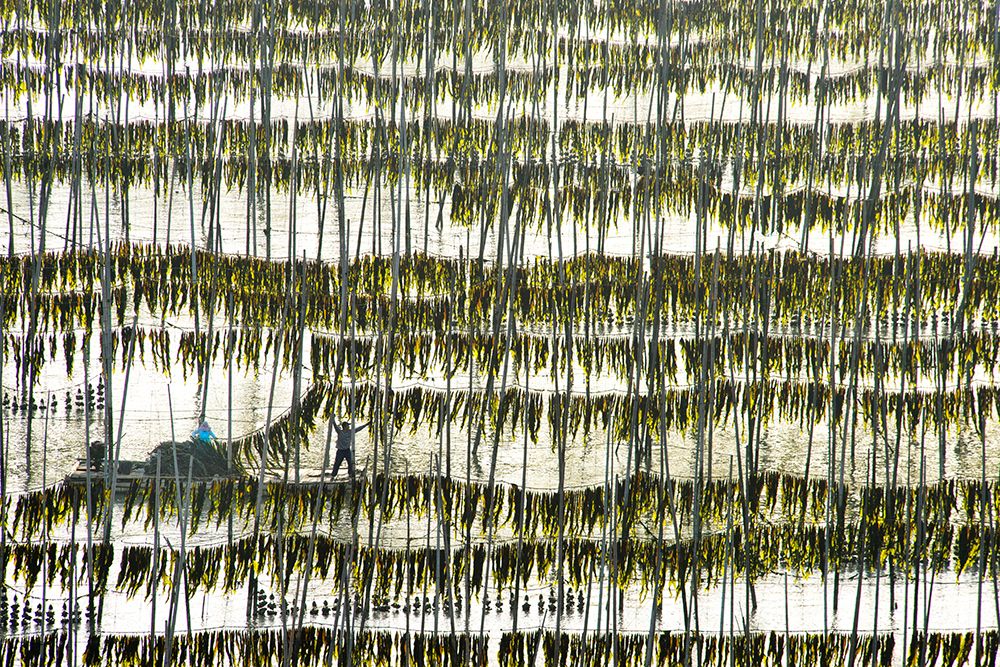 Harvesting Kelp art print by Xinhua Zhou for $57.95 CAD