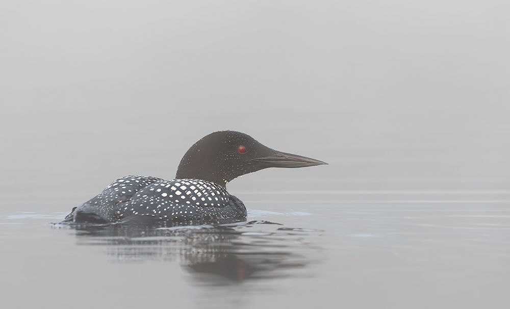 Common Loon In Early Morning Fog art print by Jim Cumming for $57.95 CAD