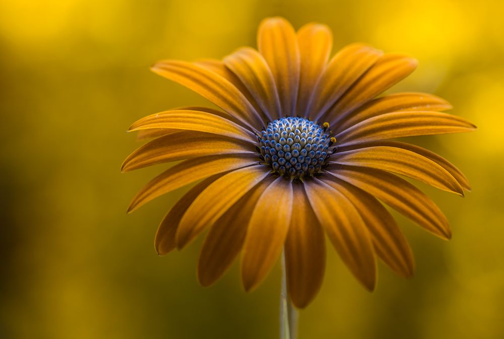 Sunshine Daisy art print by Mandy Disher for $57.95 CAD