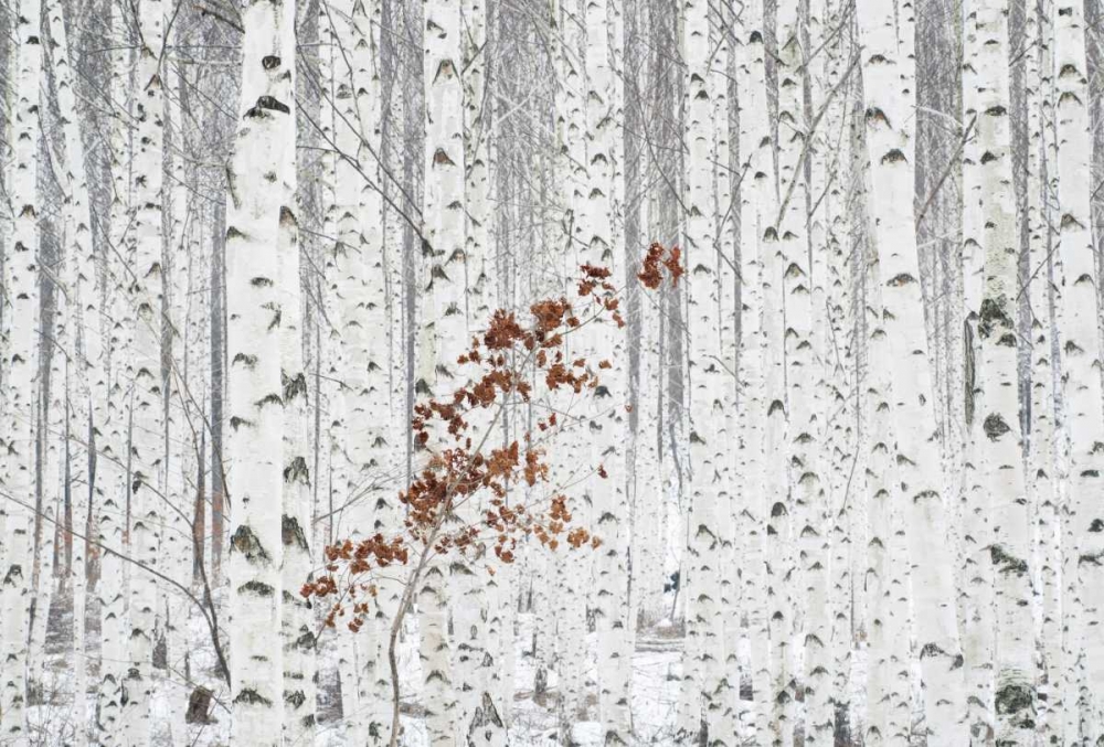From White art print by Donghee, Han for $57.95 CAD
