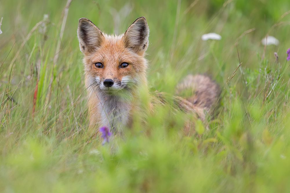 Fox kit in the meadow art print by Gary Zeng for $57.95 CAD