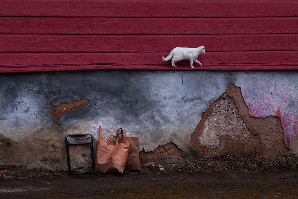 The Cat That Walked by Himself art print by Anna Kudriavtseva for $57.95 CAD