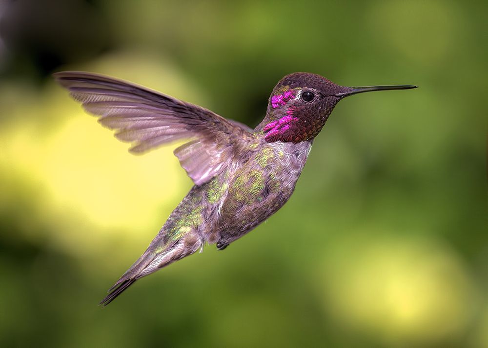 Annas Hummingbird in Flight art print by Jeff Schwartz for $57.95 CAD