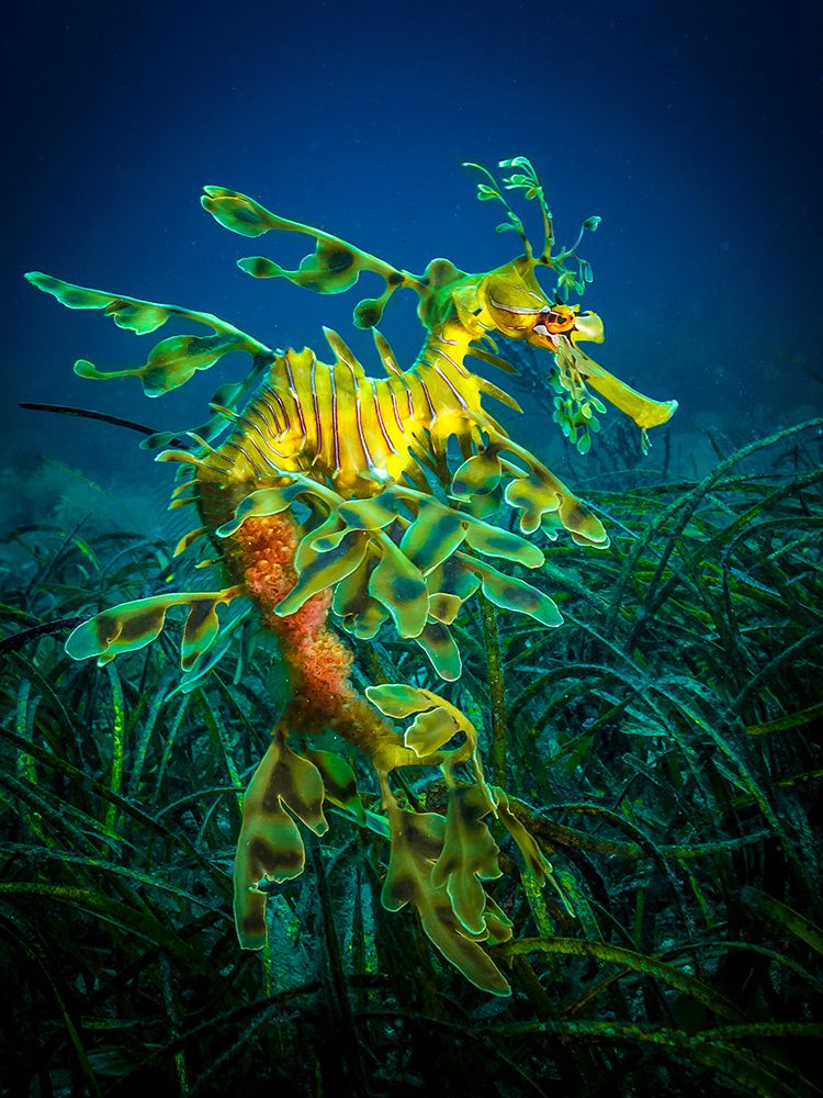 Leafy Sea Dragon - Male With Eggs art print by Jan Abadschieff for $57.95 CAD