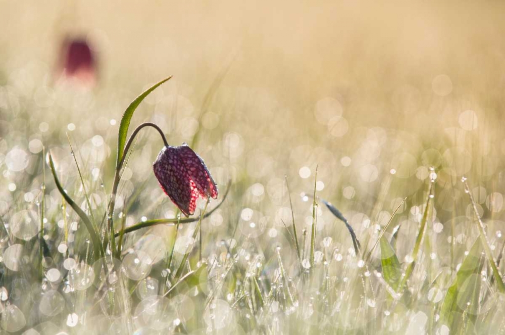 Morningdew art print by Anton Van Dongen for $57.95 CAD