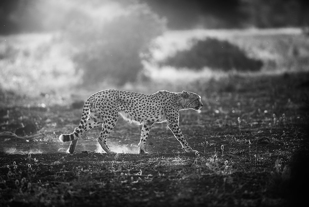 Backlit Cheetah art print by Jaco Marx for $57.95 CAD