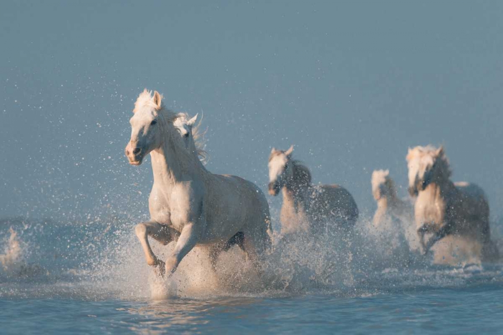 Angels Of Camargue art print by Rostov.Foto for $57.95 CAD