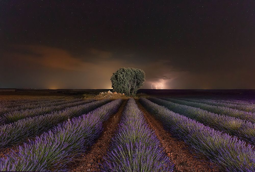 Lavanda a Rayos art print by Arsenio Galvez for $57.95 CAD