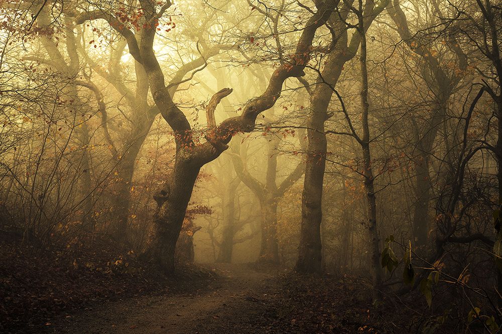 Forest art print by Leif Londal for $57.95 CAD