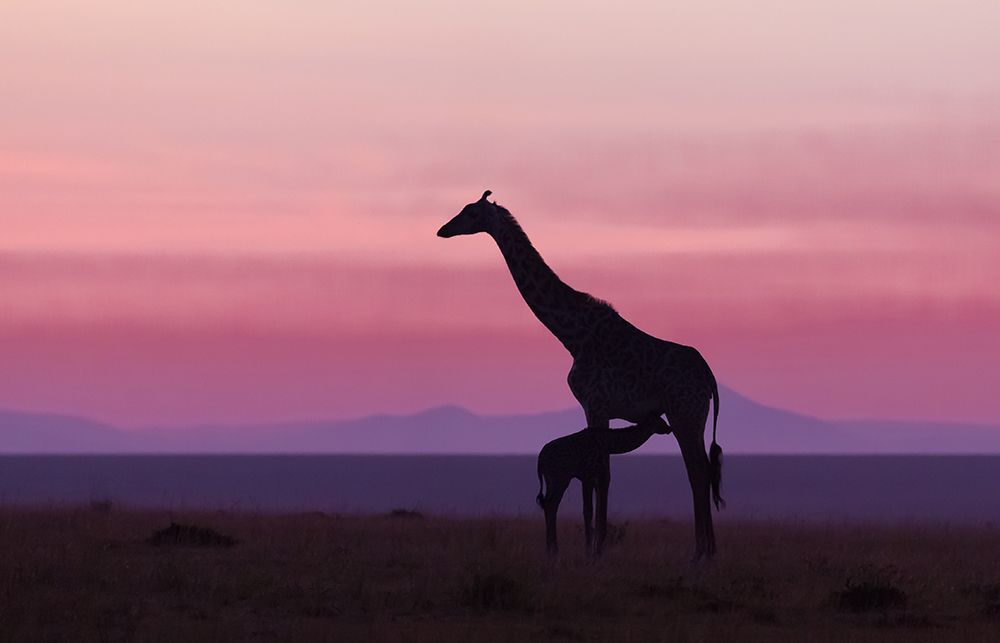 Good Morning Masai Mara 7 art print by Libor Plocek for $57.95 CAD