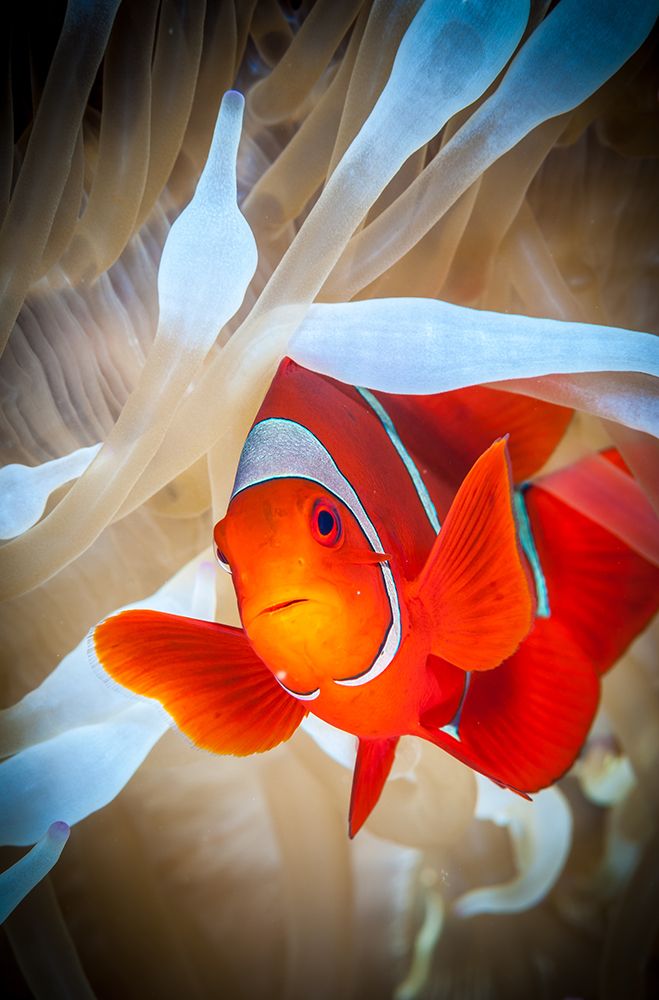 Clownfish Defends His White Anemone art print by Jan Abadschieff for $57.95 CAD