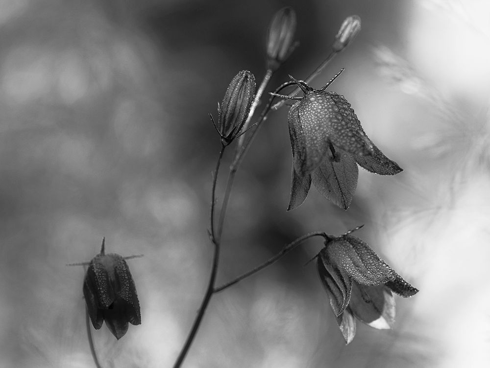 Monochrome bluebells art print by Bjorn Emanuelson for $57.95 CAD