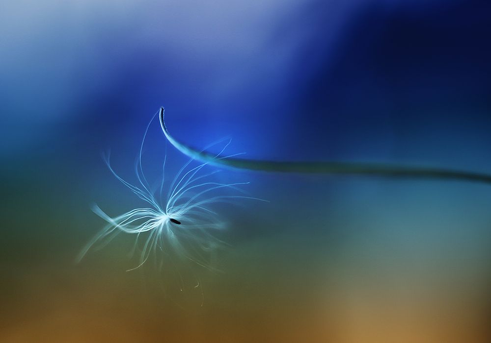 Adherence art print by Jutta Kerber for $57.95 CAD