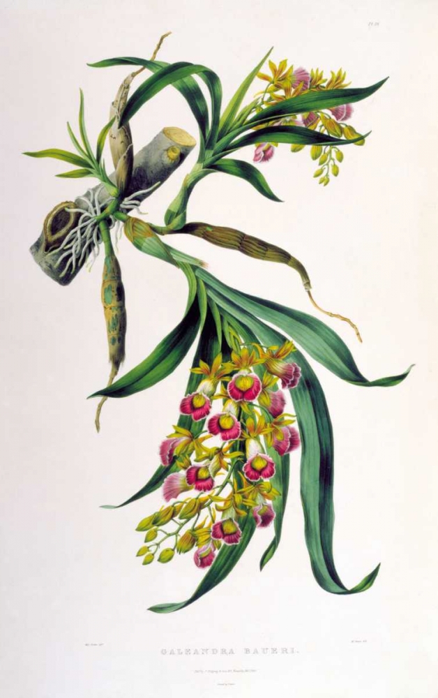 Orchid, Galeandra Baueri art print by Augusta Withers for $57.95 CAD