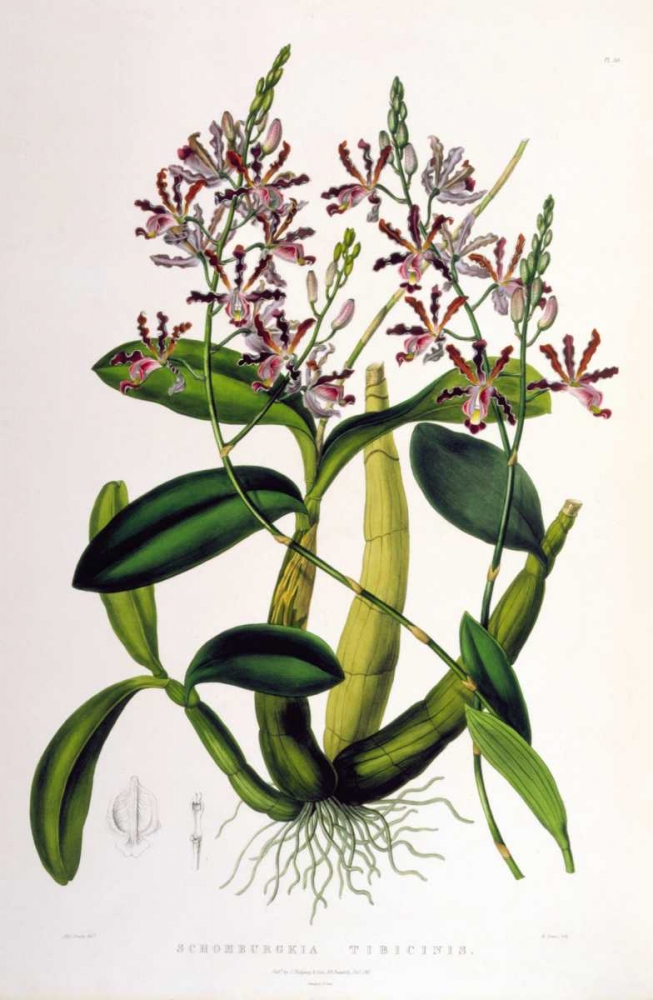 Orchid, Schomburgkia Tibicinus art print by Augusta Withers for $57.95 CAD