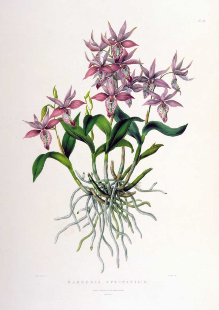 Orchid, Barkeria Spectabilis art print by Augusta Withers for $57.95 CAD