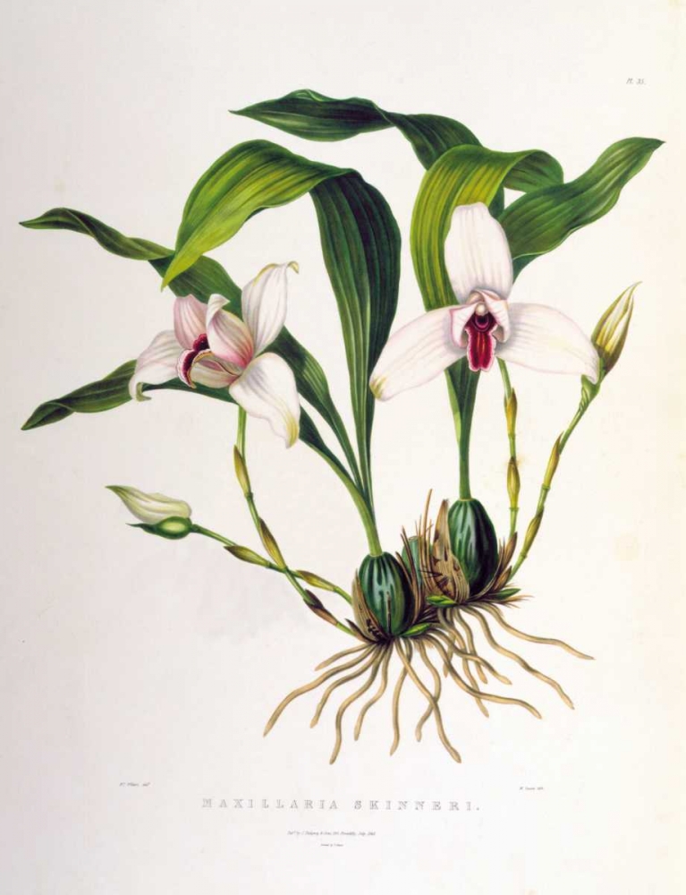 Orchid, Maxillaria Skinneri art print by Augusta Withers for $57.95 CAD