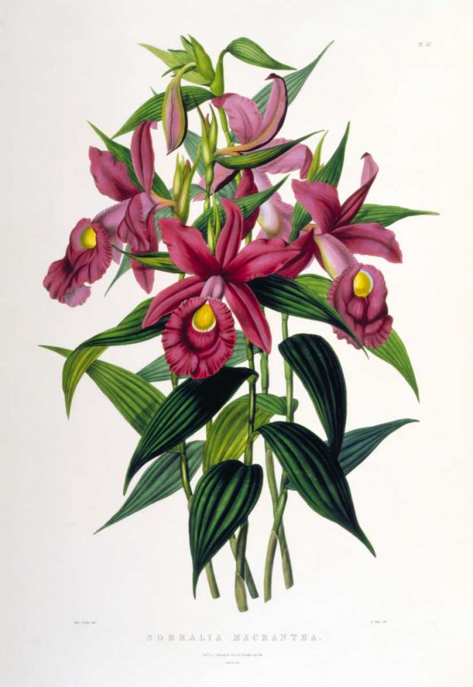 Orchid, Sobralia Macrantha art print by Augusta Withers for $57.95 CAD