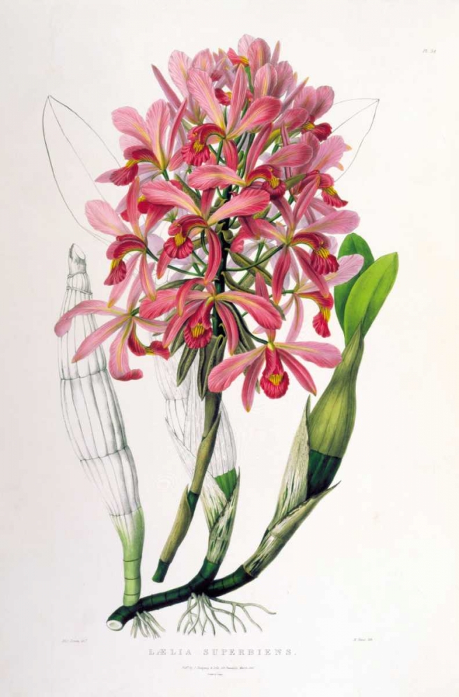 Orchid, Laelia Superbiens art print by Augusta Withers for $57.95 CAD