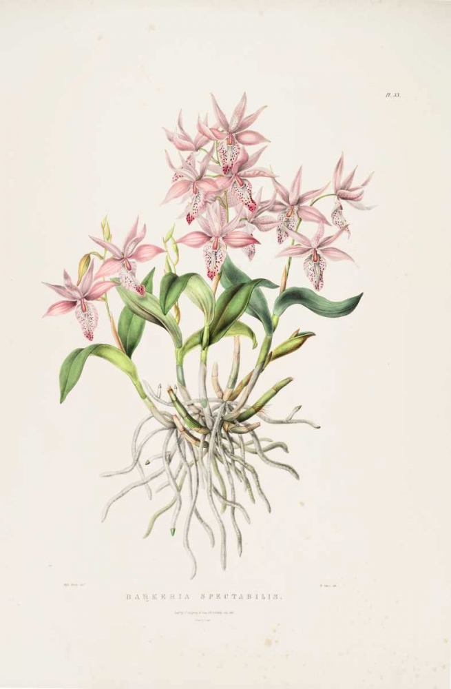 Orchid, Barkeria Spectabilis art print by Augusta Withers for $57.95 CAD