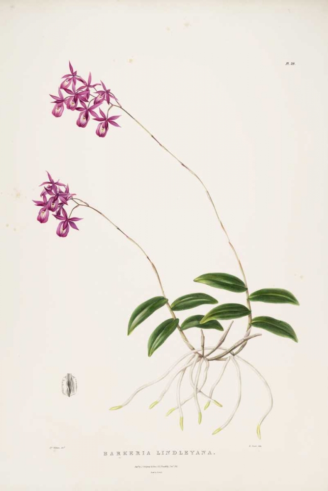 Orchid, Barkeria Lindleyana art print by Augusta Withers for $57.95 CAD