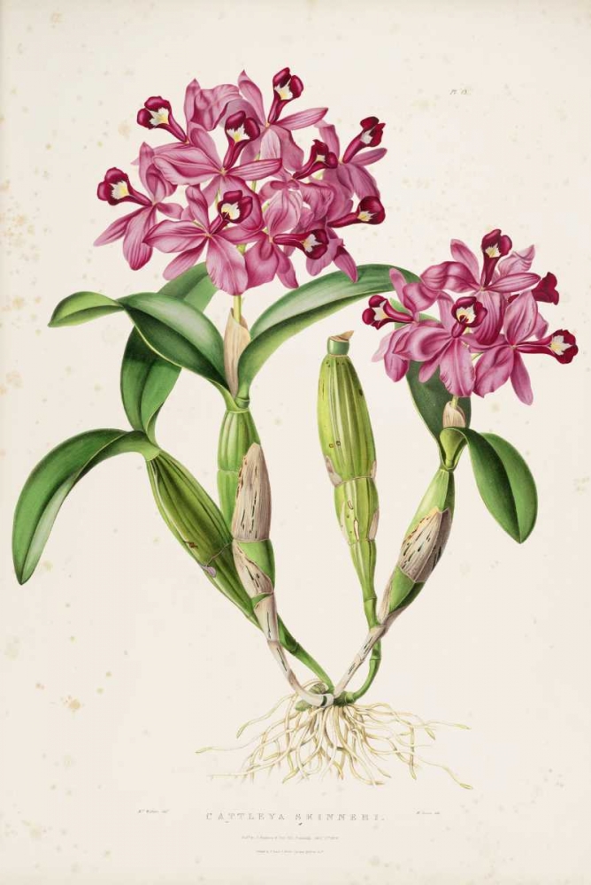 Orchid, Catleya Skinneri art print by Augusta Withers for $57.95 CAD