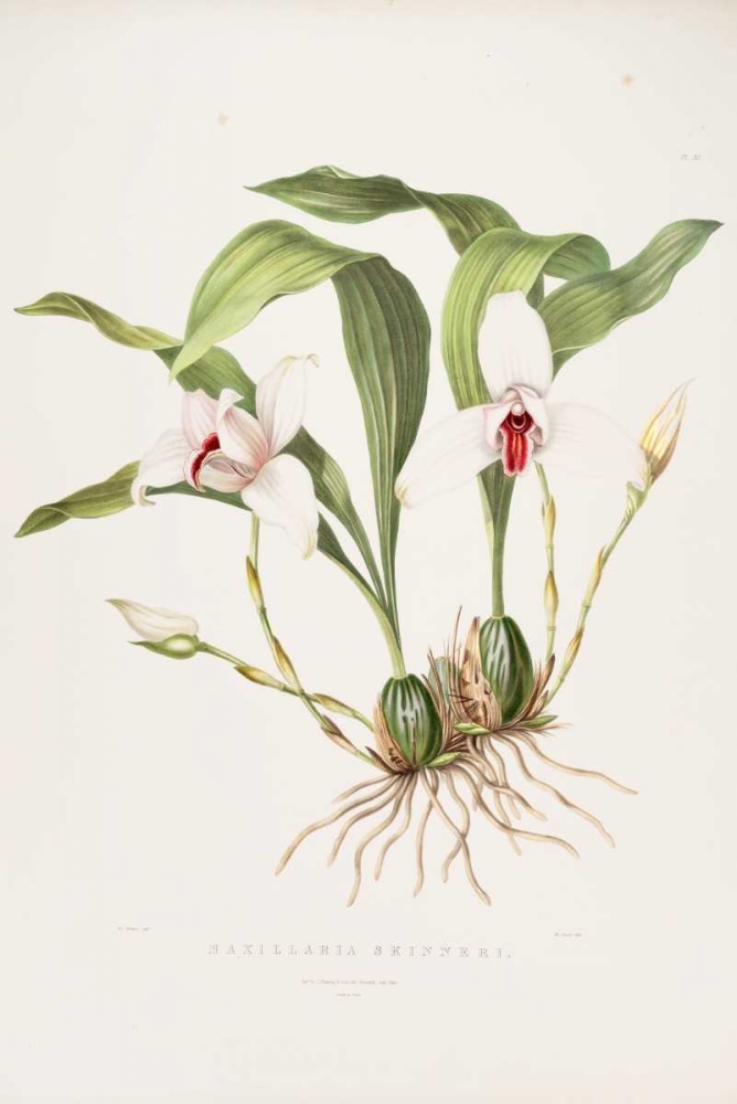 Orchid, Maxillaria Skinneri art print by Augusta Withers for $57.95 CAD