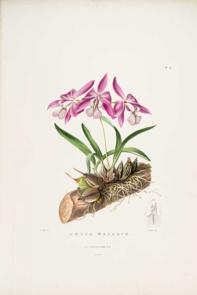 Orchid, Laelia Majalis art print by Augusta Withers for $57.95 CAD