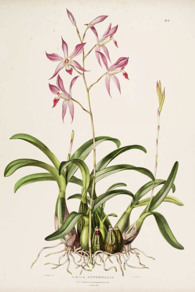 Orchid, Laela Autumnalis art print by Augusta Withers for $57.95 CAD