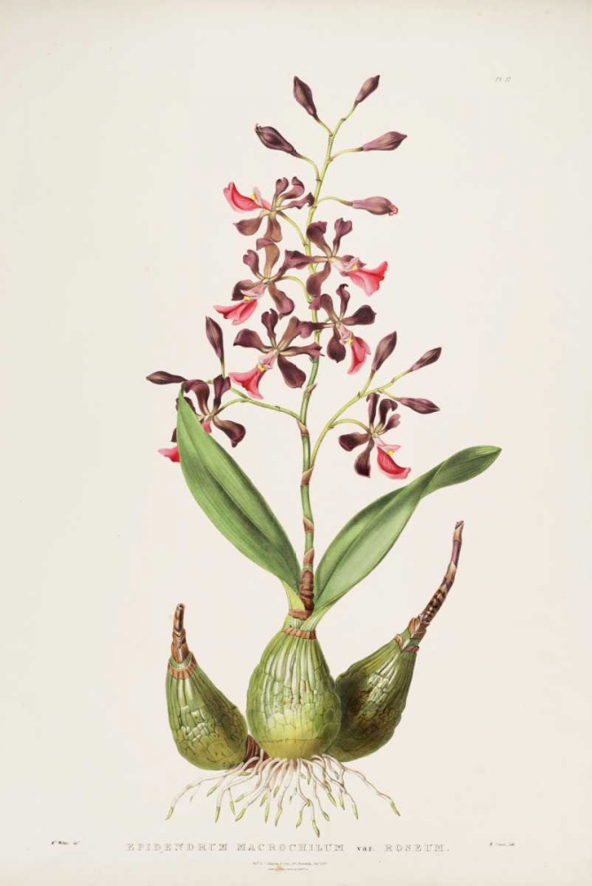 Orchid, Epidendrum Macrochilum art print by Augusta Withers for $57.95 CAD