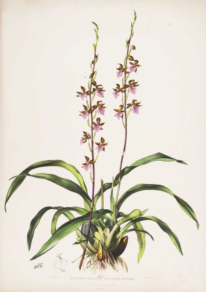 Orchid, Cyrtochilum Bictioniense art print by Augusta Withers for $57.95 CAD